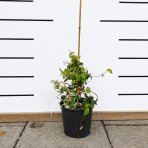 Jazmínovec pravý (Trachelospermum jasminoides) ´TRICOLOR´– výška 30-50 cm, kont. C2L